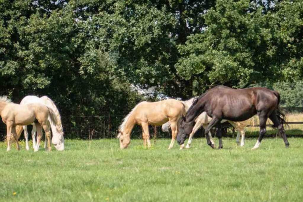 Langford Farmhouse - New Forest National Park Luxury 4Bd, Hot Tub, Cinema, 10 Acres Bartley エクステリア 写真