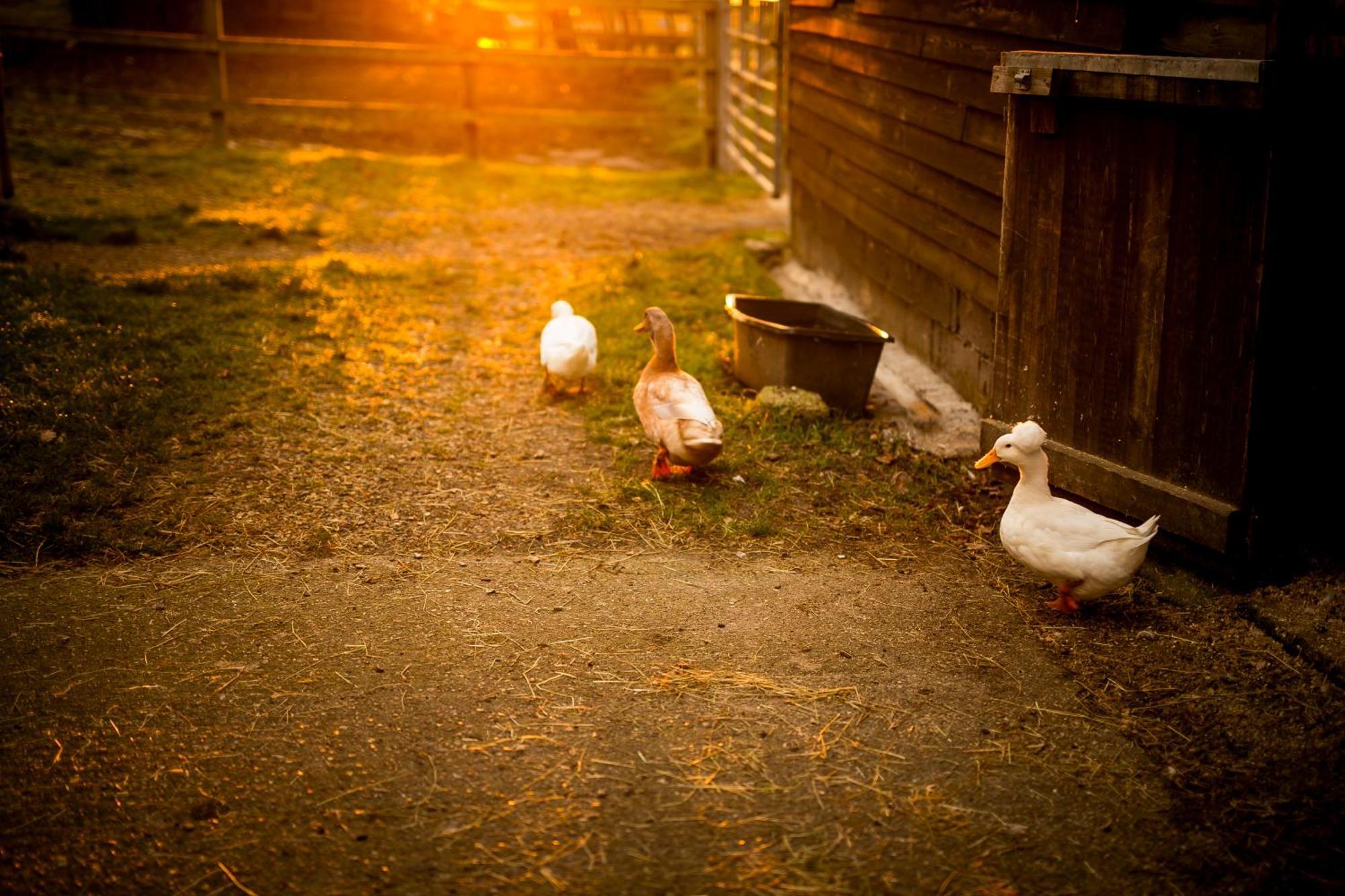 Langford Farmhouse - New Forest National Park Luxury 4Bd, Hot Tub, Cinema, 10 Acres Bartley エクステリア 写真