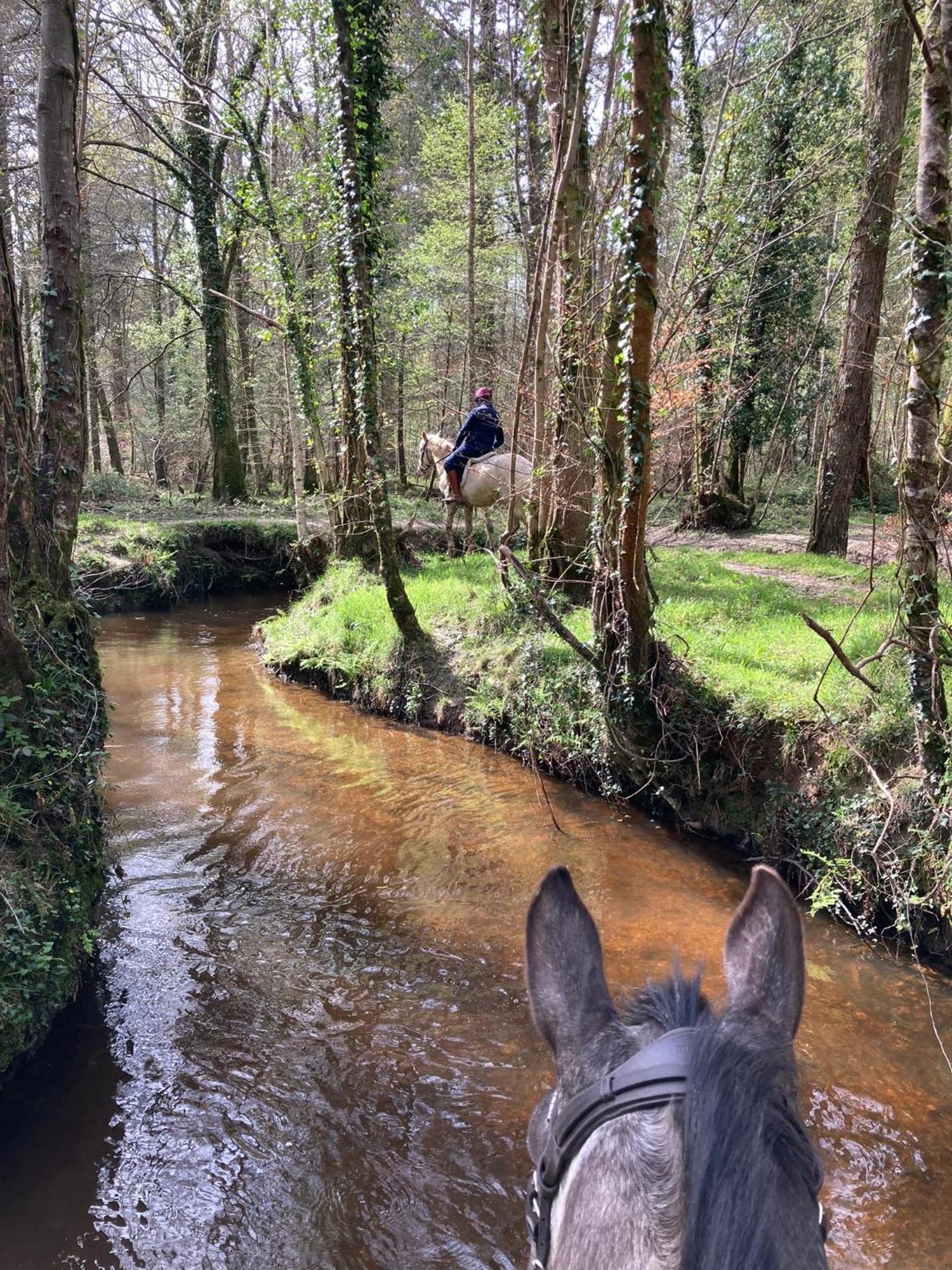 Langford Farmhouse - New Forest National Park Luxury 4Bd, Hot Tub, Cinema, 10 Acres Bartley エクステリア 写真