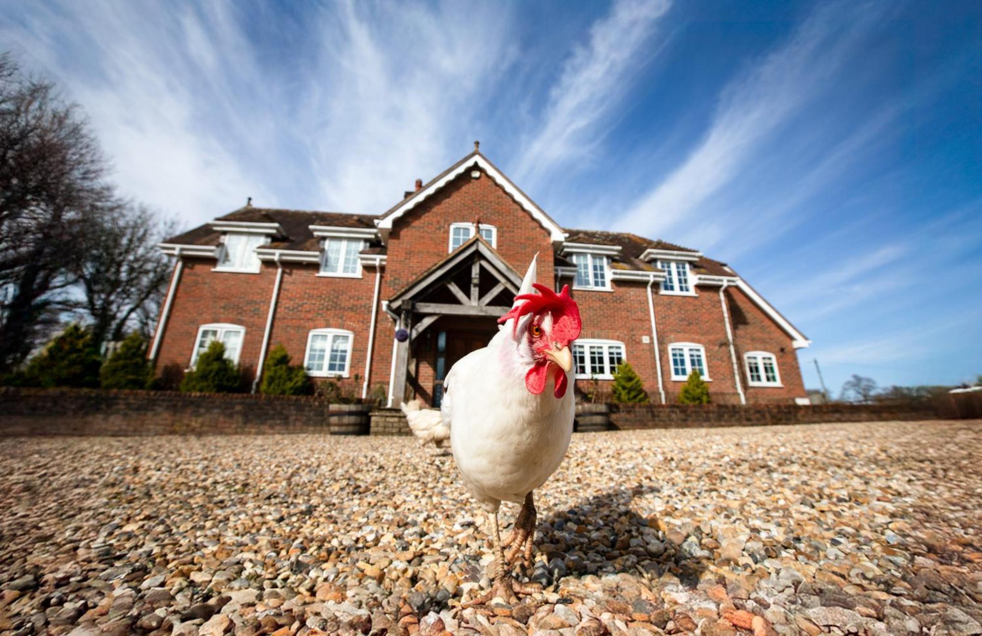 Langford Farmhouse - New Forest National Park Luxury 4Bd, Hot Tub, Cinema, 10 Acres Bartley エクステリア 写真